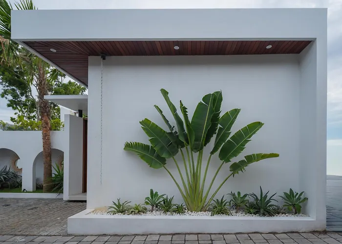Monstera