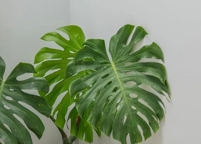 Monstera Villa *